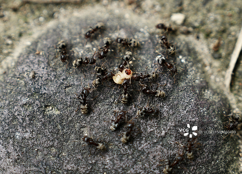 觅食的蚂蚁图片素材