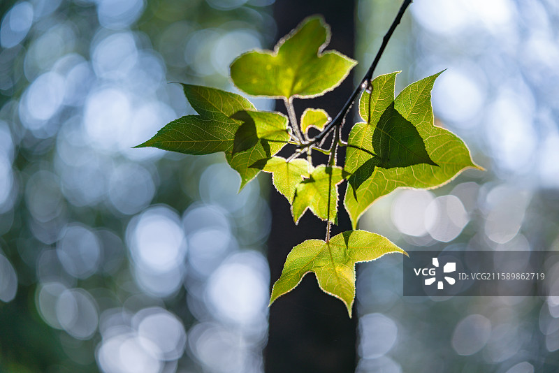 叶影图片素材
