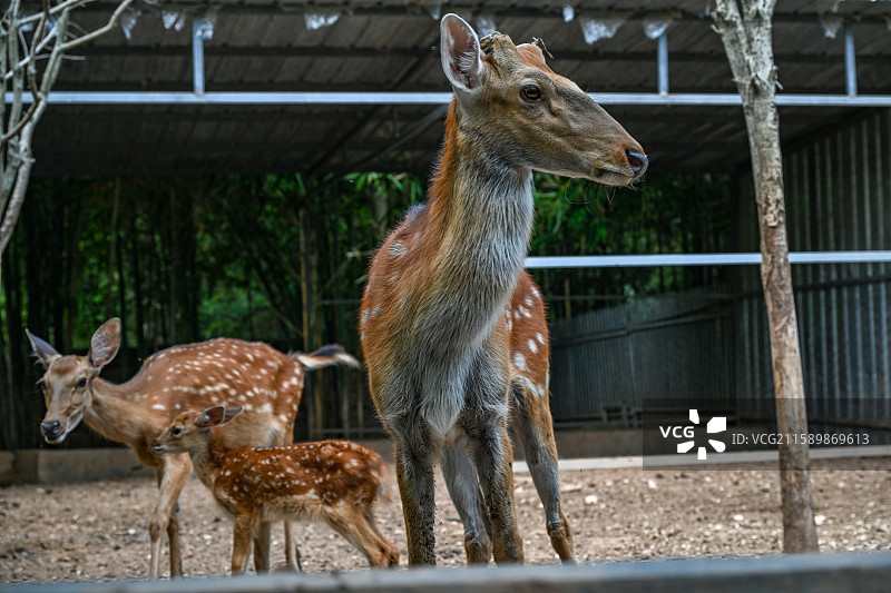 四川省绵阳市人工饲养的梅花鹿，鹿图片素材