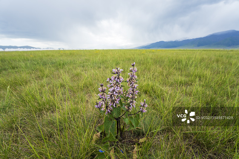 赛里木湖野花草原风光图片素材