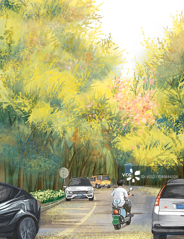 开满栾树花的街道图片素材