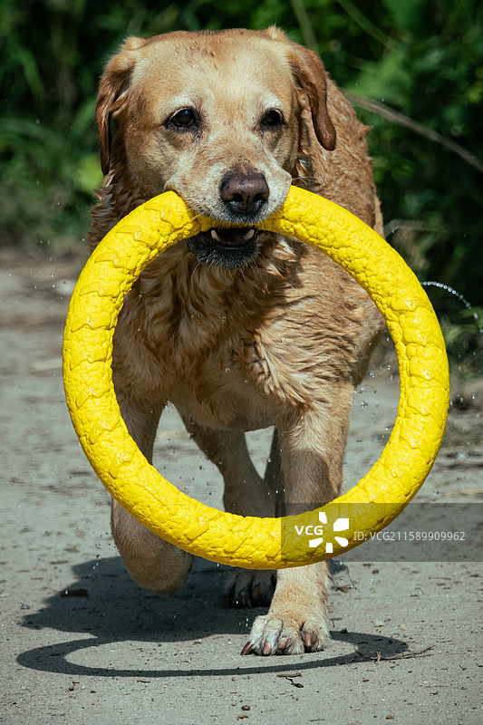 游了泳的狗图片素材
