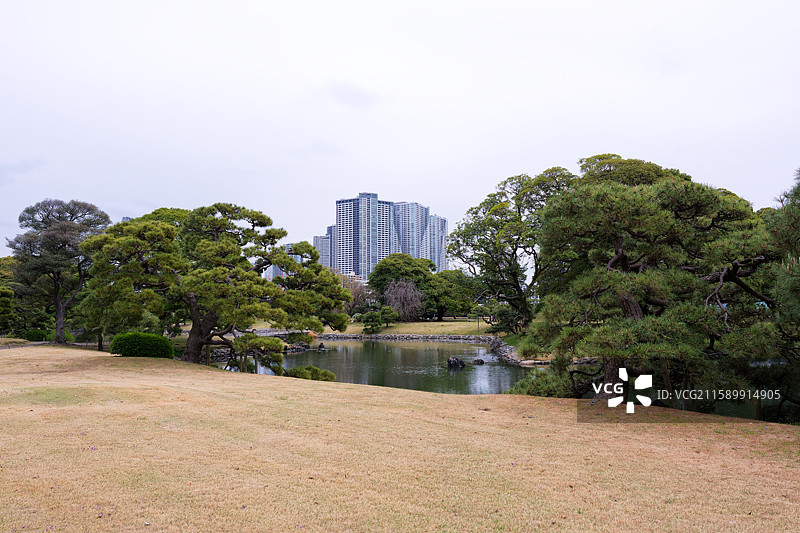 日本庭院 樱花季 新宿御苑 小石川后乐园 樱花特写 日式庭院图片素材