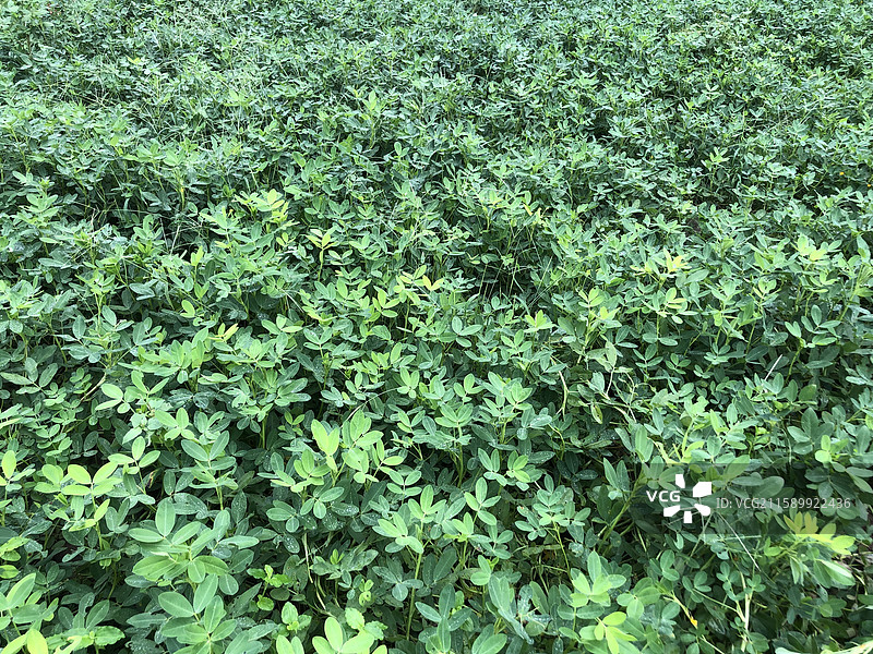 生长中的花生图片素材