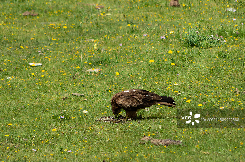 川西高原上的鹰图片素材