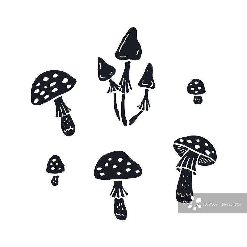 手绘单色墨水素描风格的毒蝇伞蘑菇图片素材