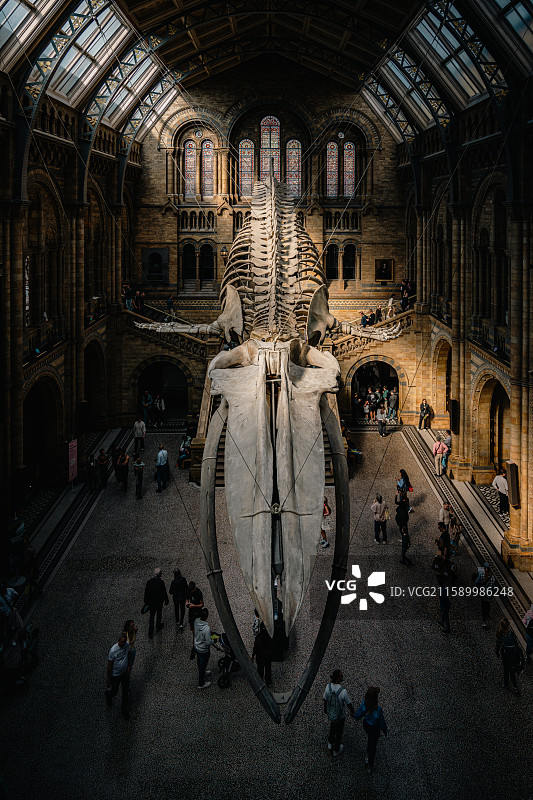 伦敦 自然历史博物馆图片素材