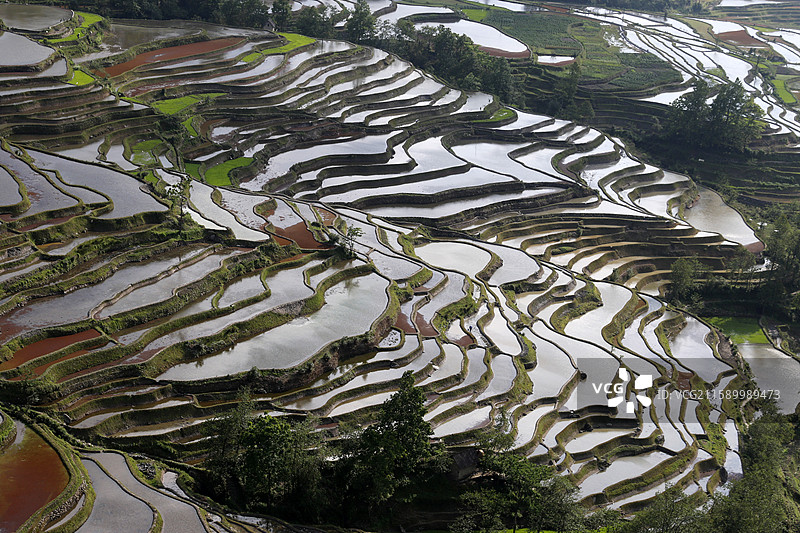 云南省红河州元阳县老鹰嘴梯田图片素材