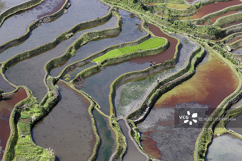 云南省红河州元阳县老鹰嘴梯田图片素材