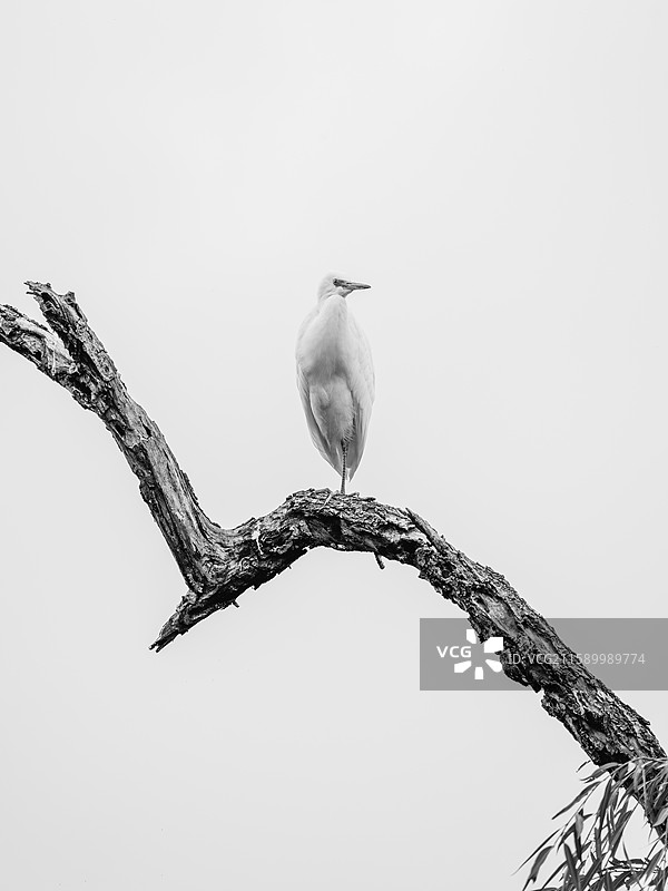 云南野生动物园中的动物们图片素材