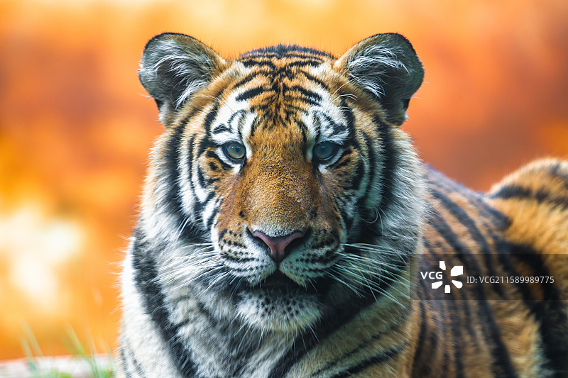 云南野生动物园中的动物们图片素材