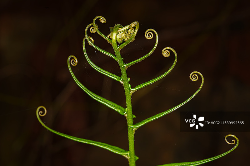翠绿蕨类植物特写图片素材
