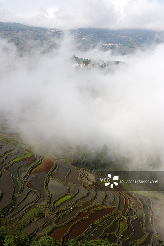 云南省红河州元阳县老鹰嘴梯田雾景图片素材
