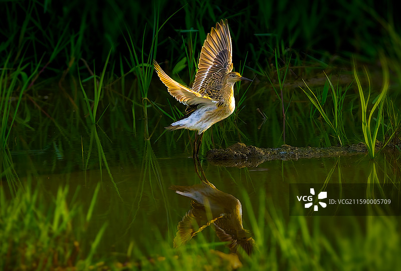 流苏鹬图片素材