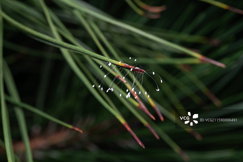 松针上的草蛉虫卵图片素材