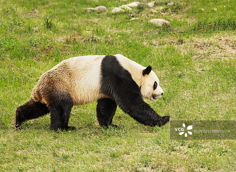 西安周至秦岭四宝：朱鹮、金丝猴、羚牛、大熊猫图片素材