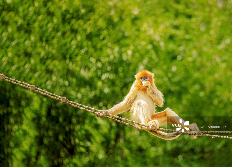 西安周至秦岭四宝：朱鹮、金丝猴、羚牛、大熊猫图片素材