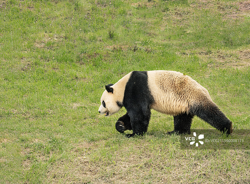 西安周至秦岭四宝：朱鹮、金丝猴、羚牛、大熊猫图片素材