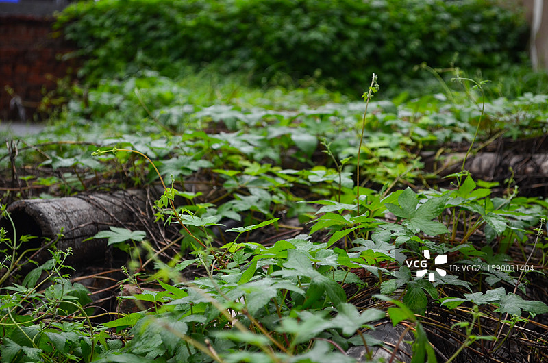 葎草 勒草 葛勒子秧 拉拉藤图片素材