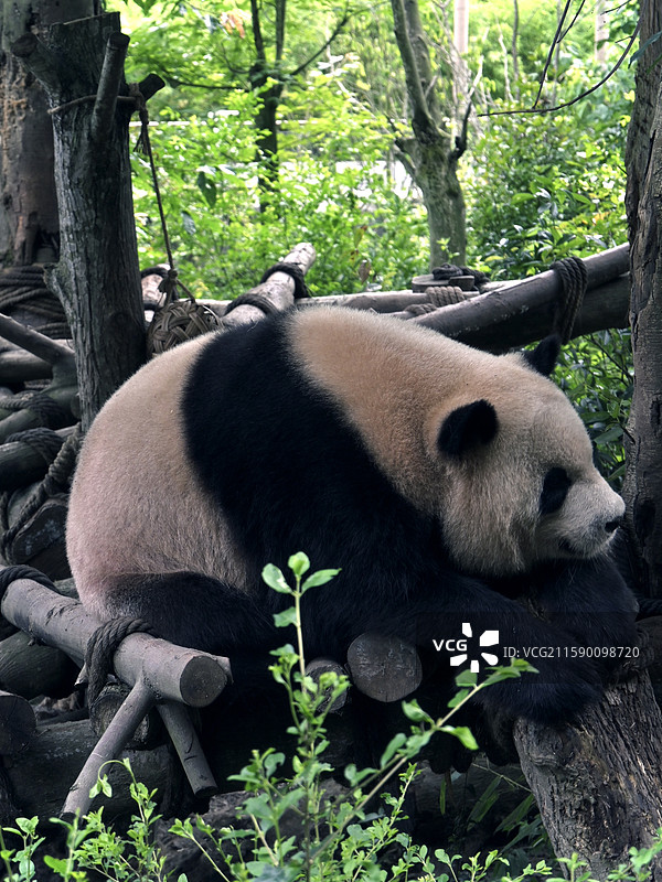 都江堰熊猫谷大熊猫图片素材