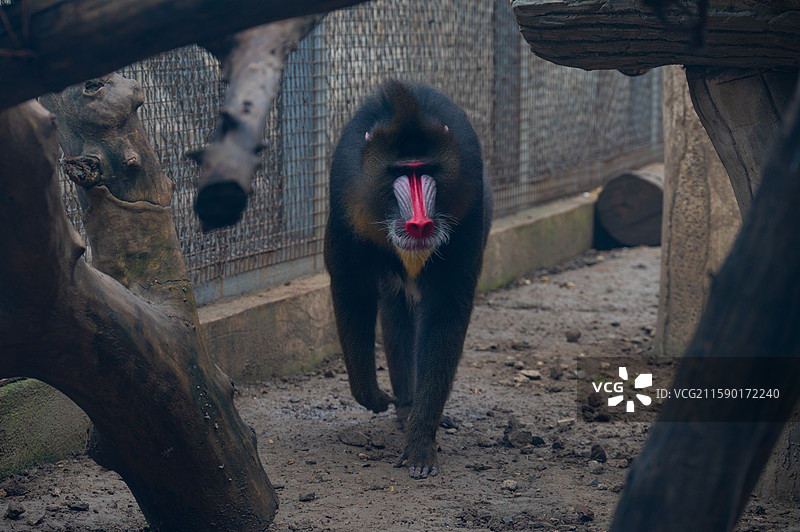 进击的山魈图片素材