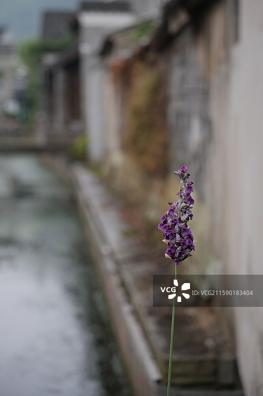 古镇河边的紫色花图片素材