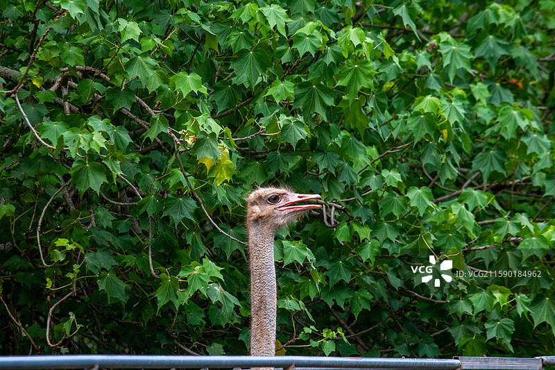 四川省绵阳市人工饲养的鸵鸟，鸟类，动物图片素材