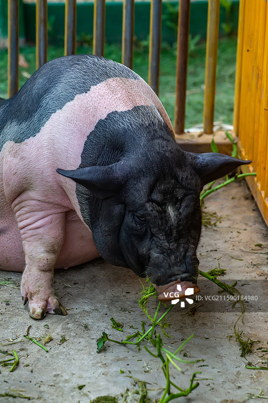 四川省绵阳市农户家中养殖的小花猪图片素材