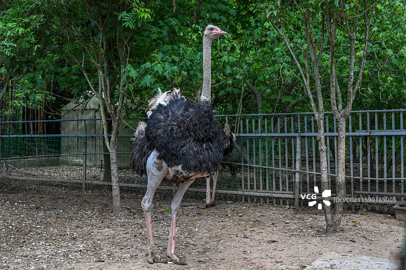四川省绵阳市人工饲养的鸵鸟，鸟类，动物图片素材