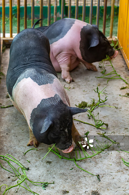 四川省绵阳市农户家中养殖的小花猪图片素材