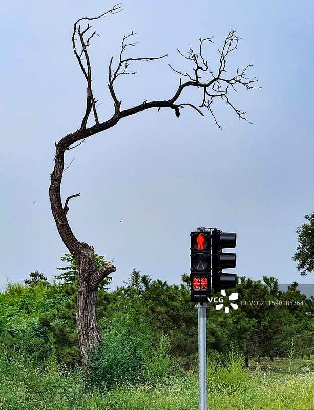 孤独的树图片素材