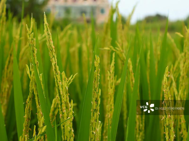 稻田风光图片素材