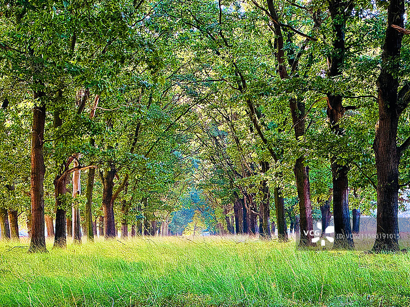 绿影长廊。拍摄于荷兰费吕韦国家公园。图片素材