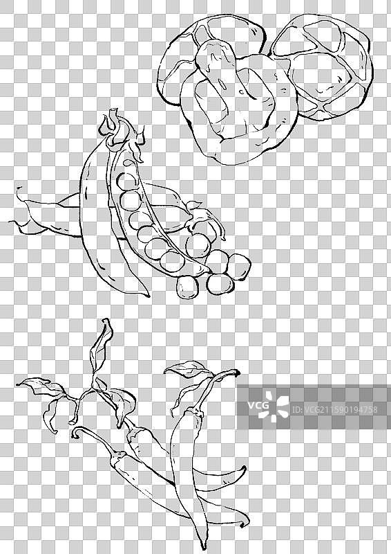 蔬菜线稿免抠元素png图片素材