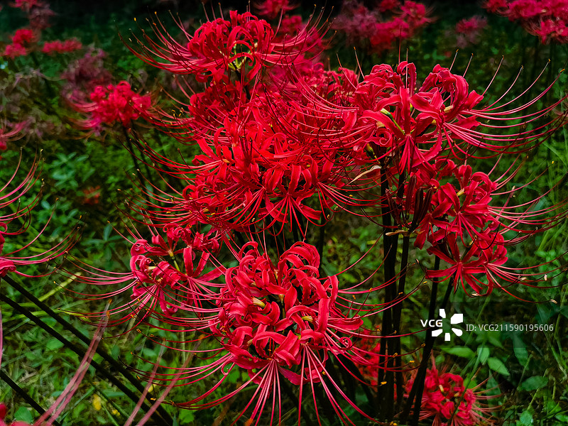 成都升仙湖公园，火红的彼岸花绚烂盛放图片素材