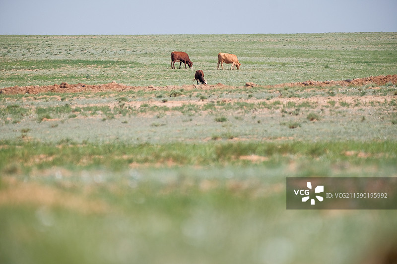 内蒙古乌兰察布格根塔拉草原图片素材