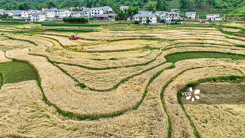 贵州省遵义市汇川区团泽镇三联村小麦示范基地图片素材