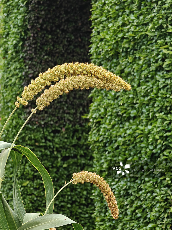 农作物小米谷子成熟谷穗成熟（黍）图片素材