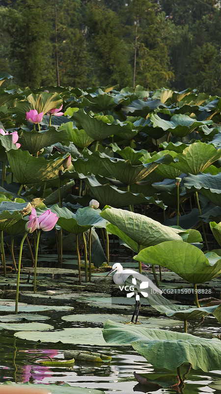 玄武湖 荷与鸟图片素材