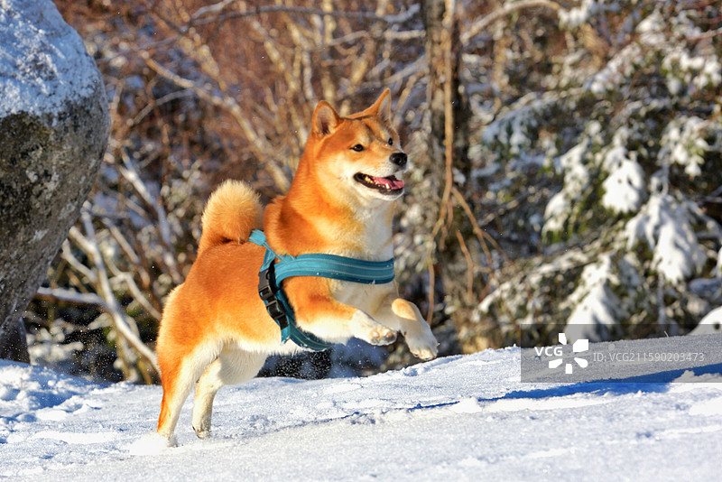 雪地中的柴犬图片素材