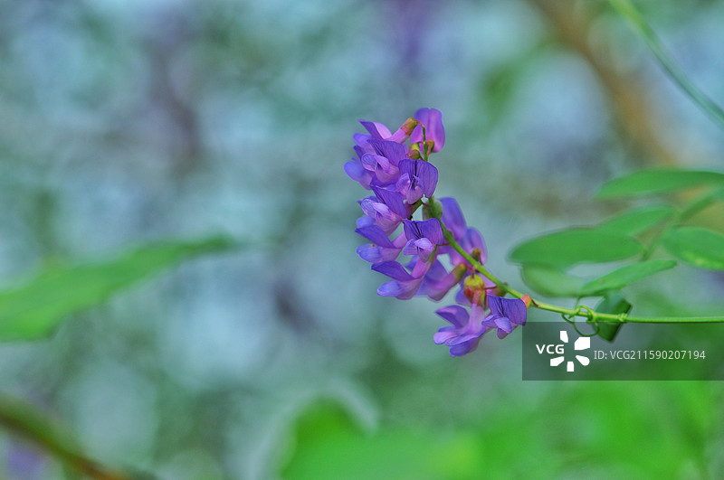 野豌豆图片素材