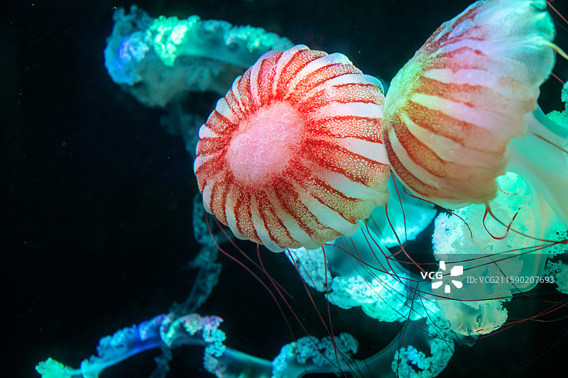 漂亮的南美海刺水母图片素材