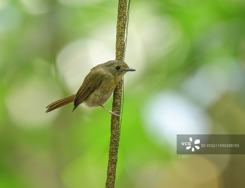 绿背林鹟图片素材
