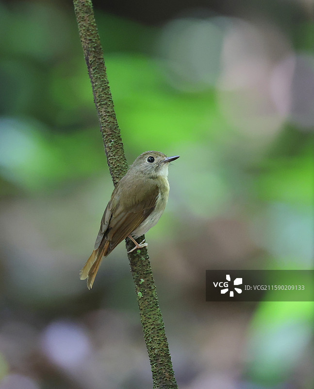绿背林鹟图片素材