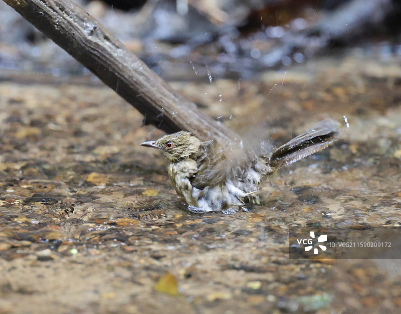 红眼褐鹎图片素材