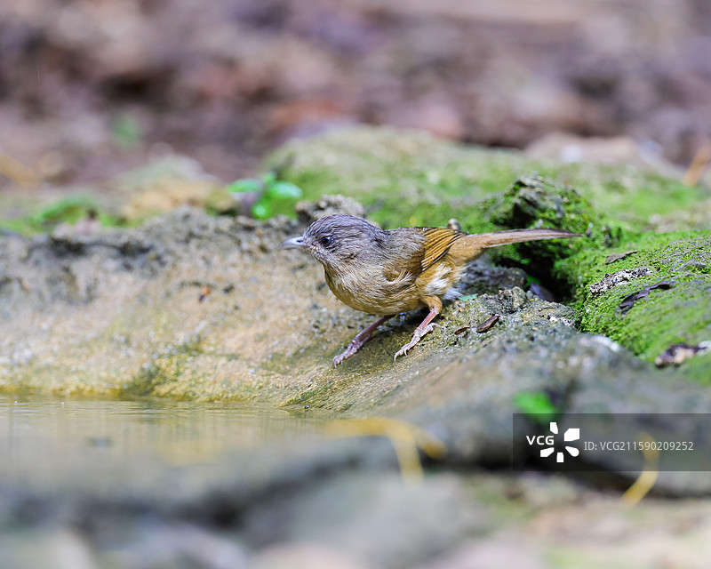 褐脸雀鹛图片素材