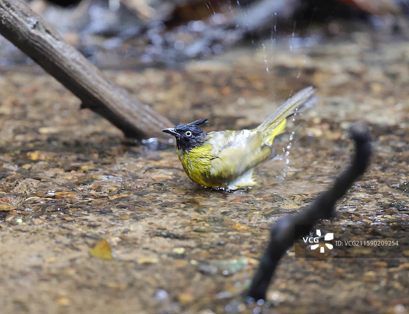 黑冠黄鹎图片素材