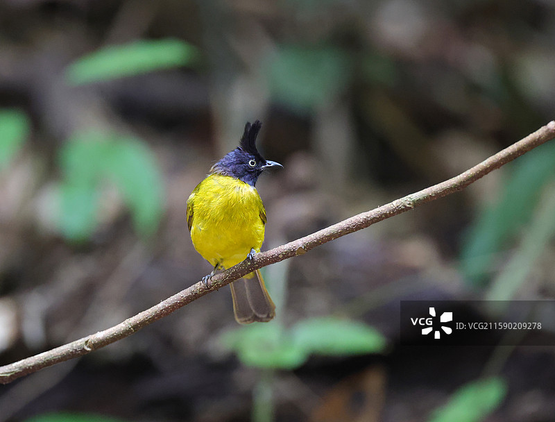 黑冠黄鹎图片素材
