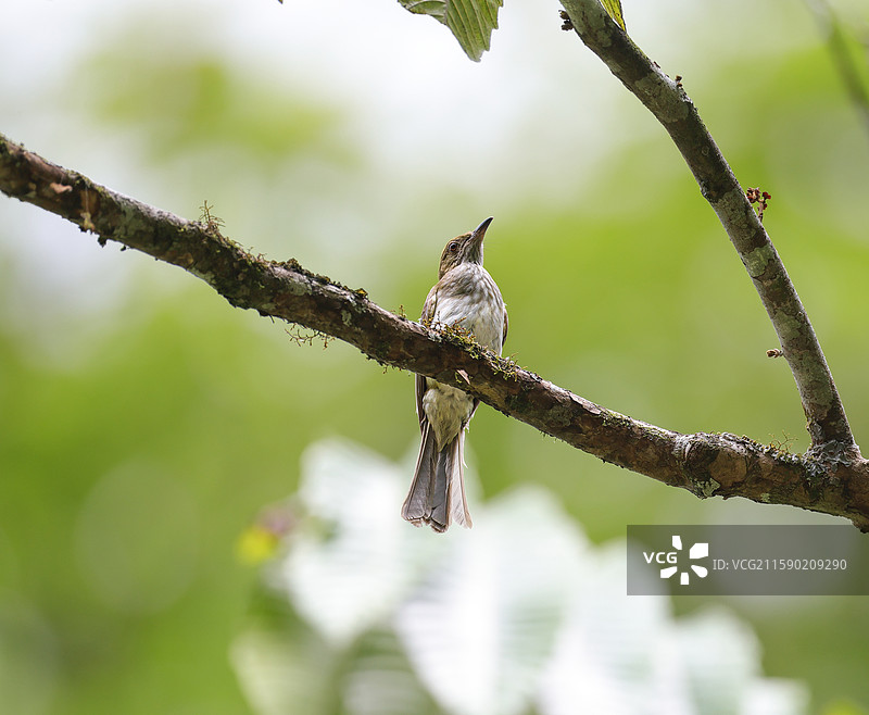 纹羽鹎图片素材