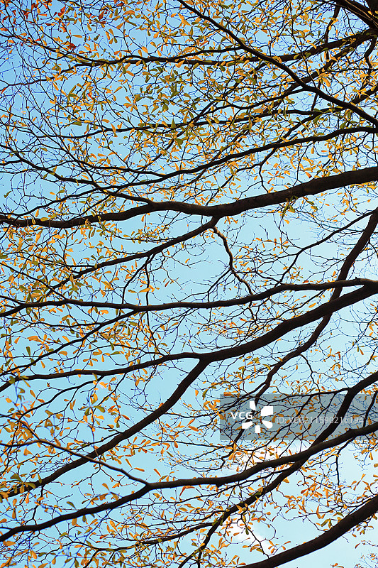 蓝天下的繁枝与黄叶图片素材